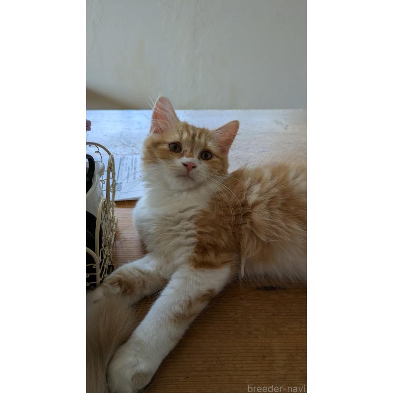 販売中の広島県のマンチカン-125366の2枚目