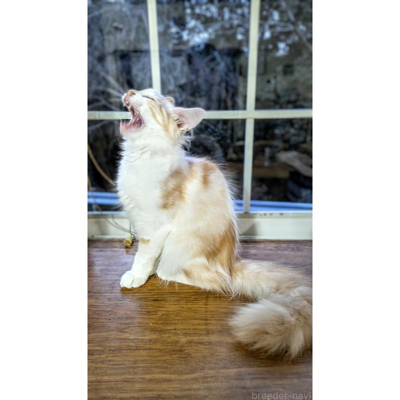 販売中の広島県のマンチカン-127410の5枚目