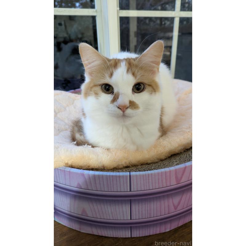 販売中の広島県のマンチカン-125369の2枚目