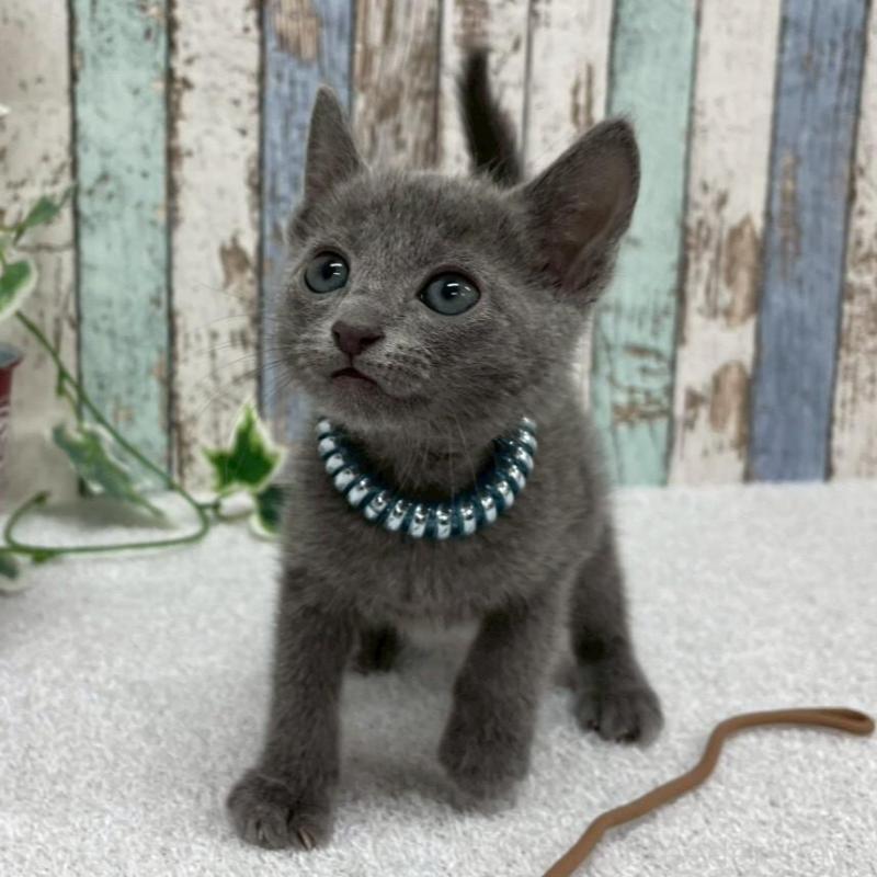 販売中の北海道のロシアンブルー-136332の6枚目