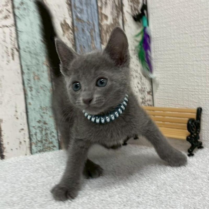 販売中の北海道のロシアンブルー-136332の5枚目