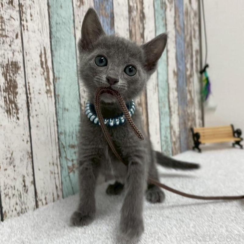 販売中の北海道のロシアンブルー-136332の4枚目