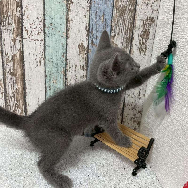 販売中の北海道のロシアンブルー-136332の3枚目