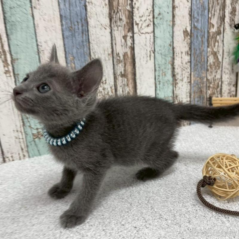 販売中の北海道のロシアンブルー-136332の2枚目