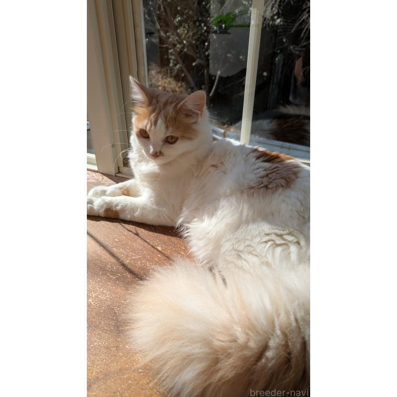 販売中の広島県のマンチカン-125368の2枚目