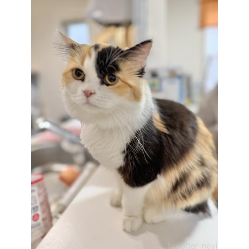 成約済の栃木県のミヌエット-124767の1枚目