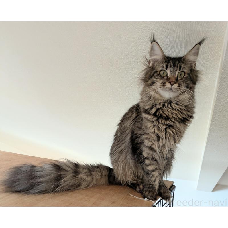 販売中の埼玉県のメインクーン-118999の5枚目