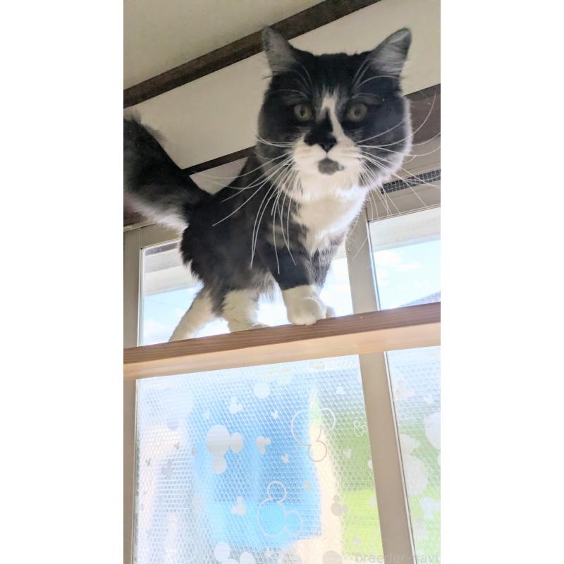 販売中の広島県のマンチカン-109357の2枚目