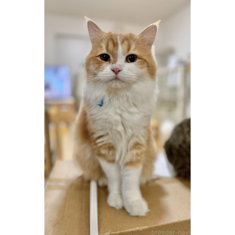 成約済の栃木県のミヌエット-124766の1枚目