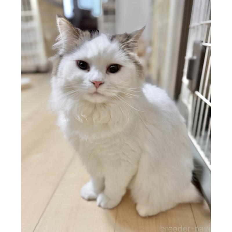 成約済の栃木県のミヌエット-126537の2枚目