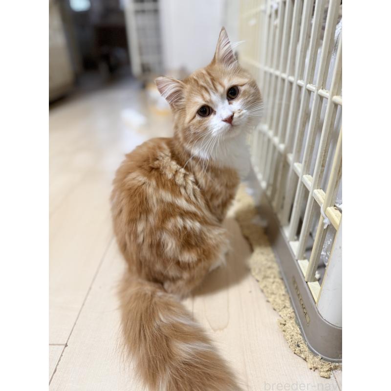 販売中の栃木県のマンチカン-131849の2枚目