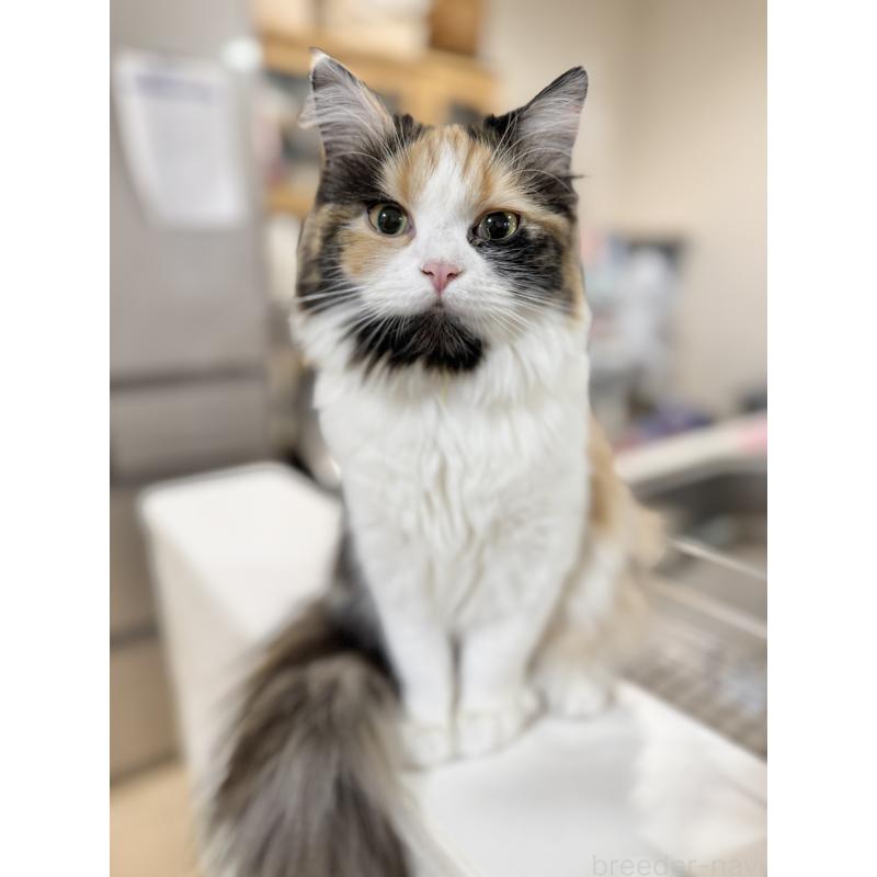 販売中の栃木県のミヌエット-126533