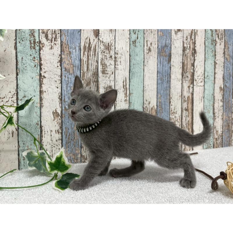 販売中の北海道のロシアンブルー-136333の7枚目