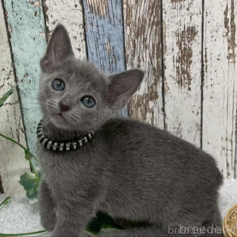 販売中の北海道のロシアンブルー-136333