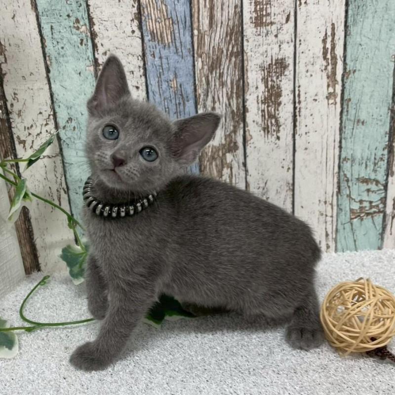 販売中の北海道のロシアンブルー-136333の6枚目