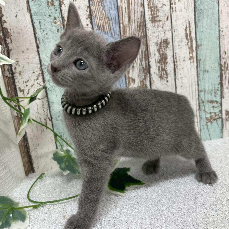 販売中の北海道のロシアンブルー-136333の5枚目