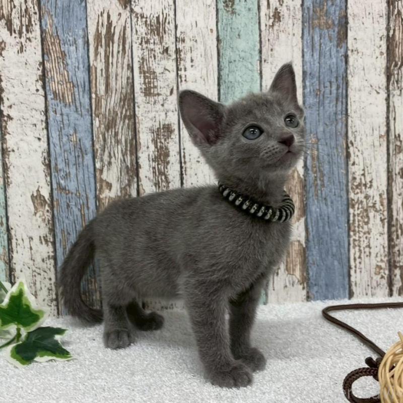 販売中の北海道のロシアンブルー-136333の4枚目