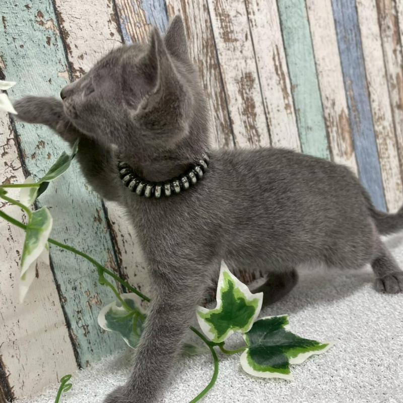 販売中の北海道のロシアンブルー-136333の3枚目