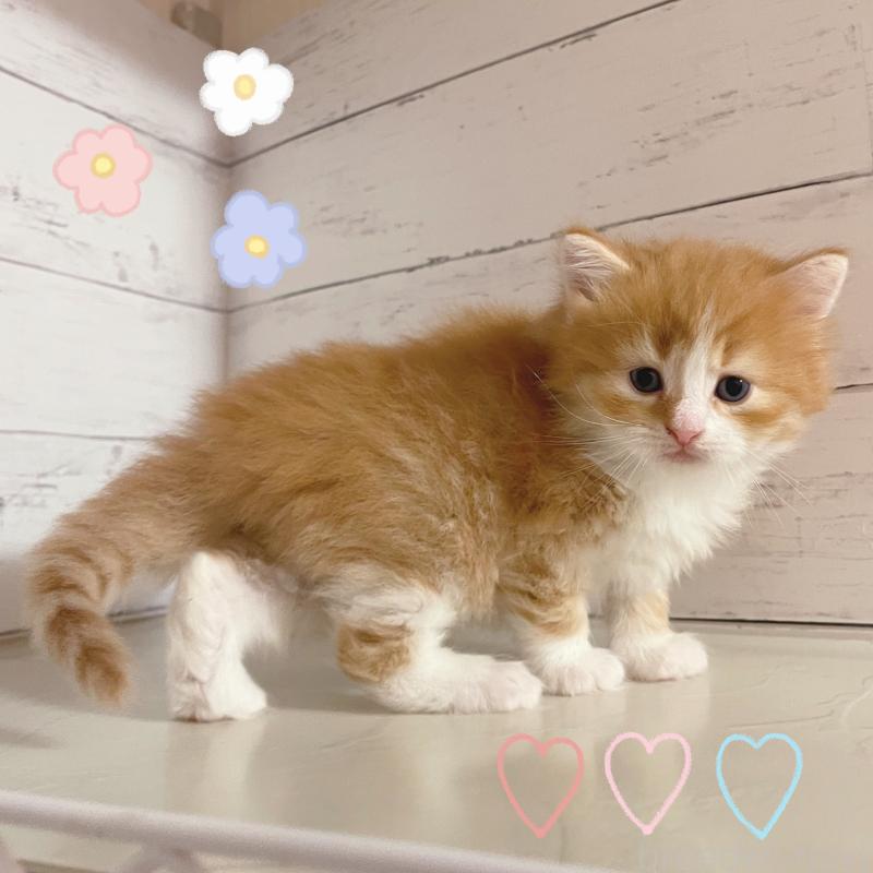 販売中の東京都のサイベリアン-136335の6枚目