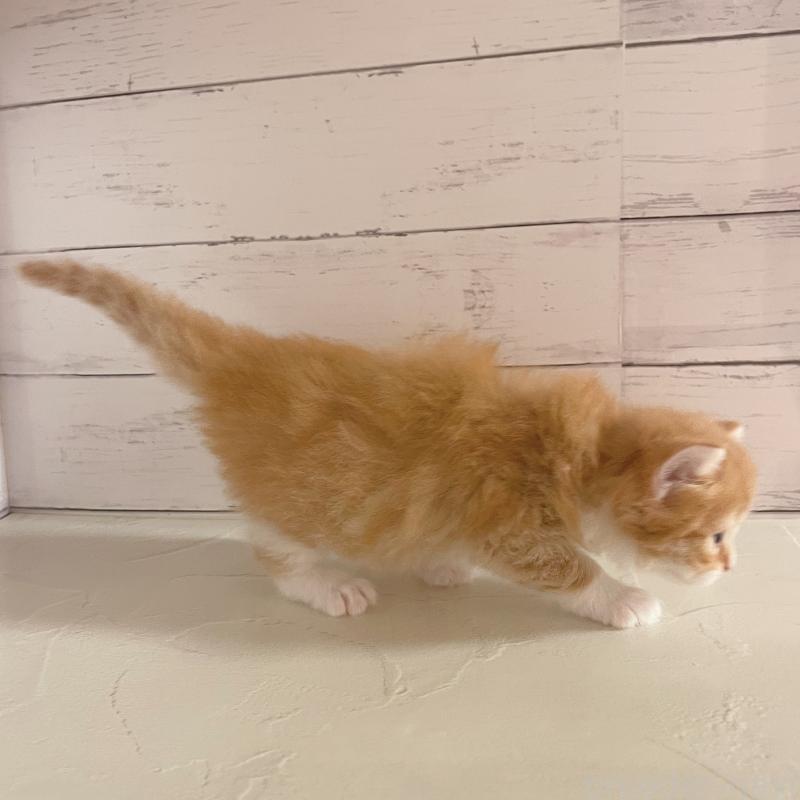 販売中の東京都のサイベリアン-136335の3枚目