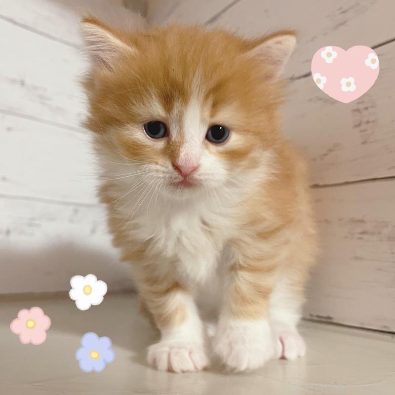 販売中の東京都のサイベリアン-136335の2枚目