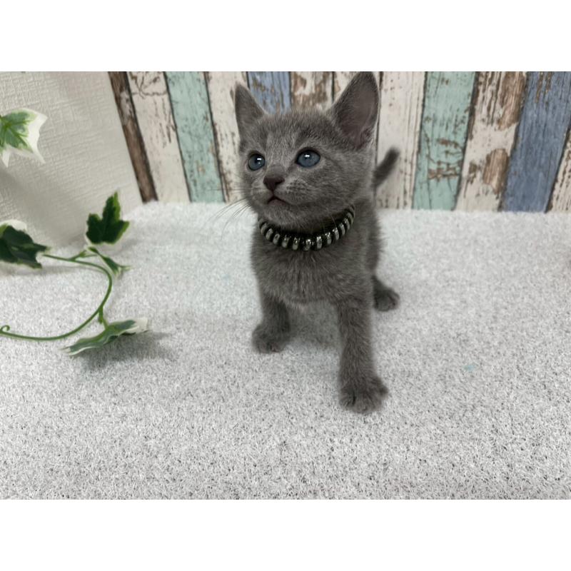 販売中の北海道のロシアンブルー-136334の7枚目