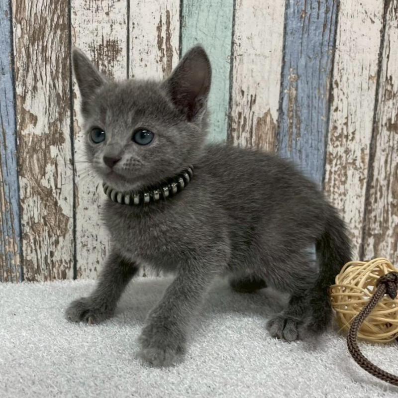 販売中の北海道のロシアンブルー-136334の6枚目