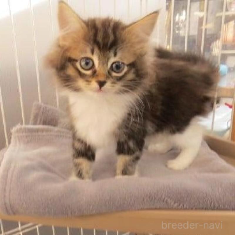 販売中の滋賀県のノルウェージャンフォレストキャット-136336の4枚目
