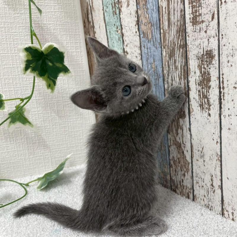 販売中の北海道のロシアンブルー-136334の5枚目