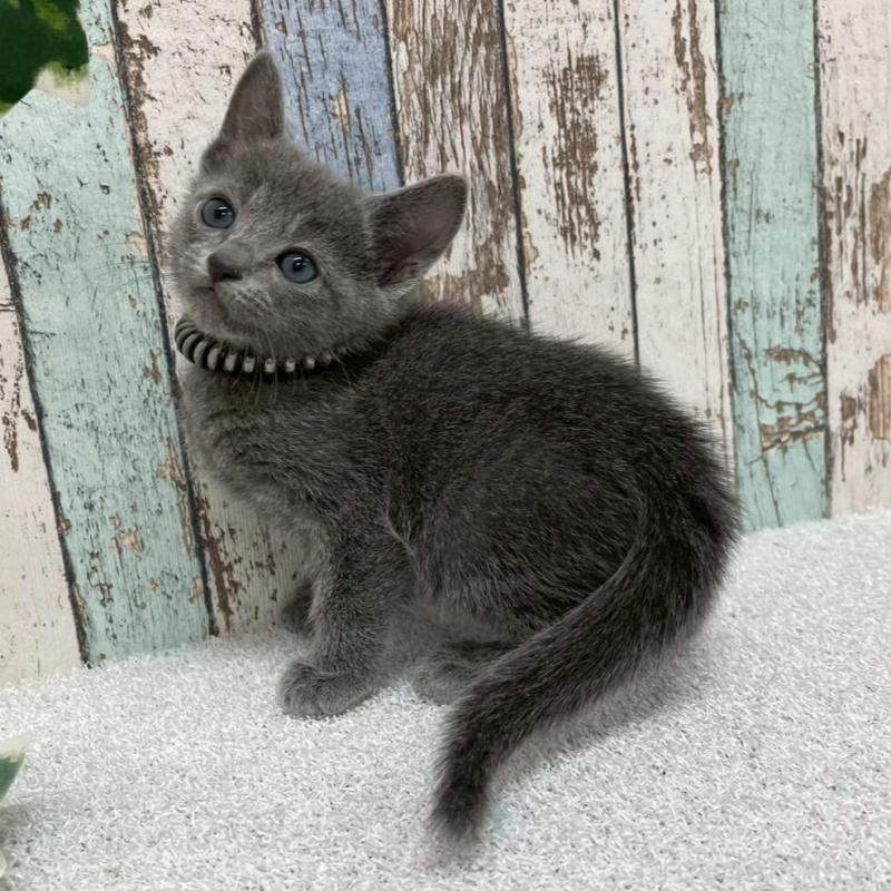 販売中の北海道のロシアンブルー-136334の2枚目