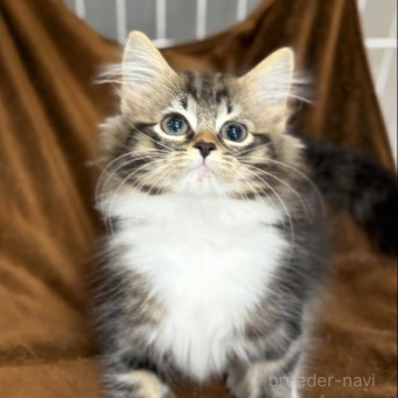 販売中の滋賀県のノルウェージャンフォレストキャット-136336の1枚目