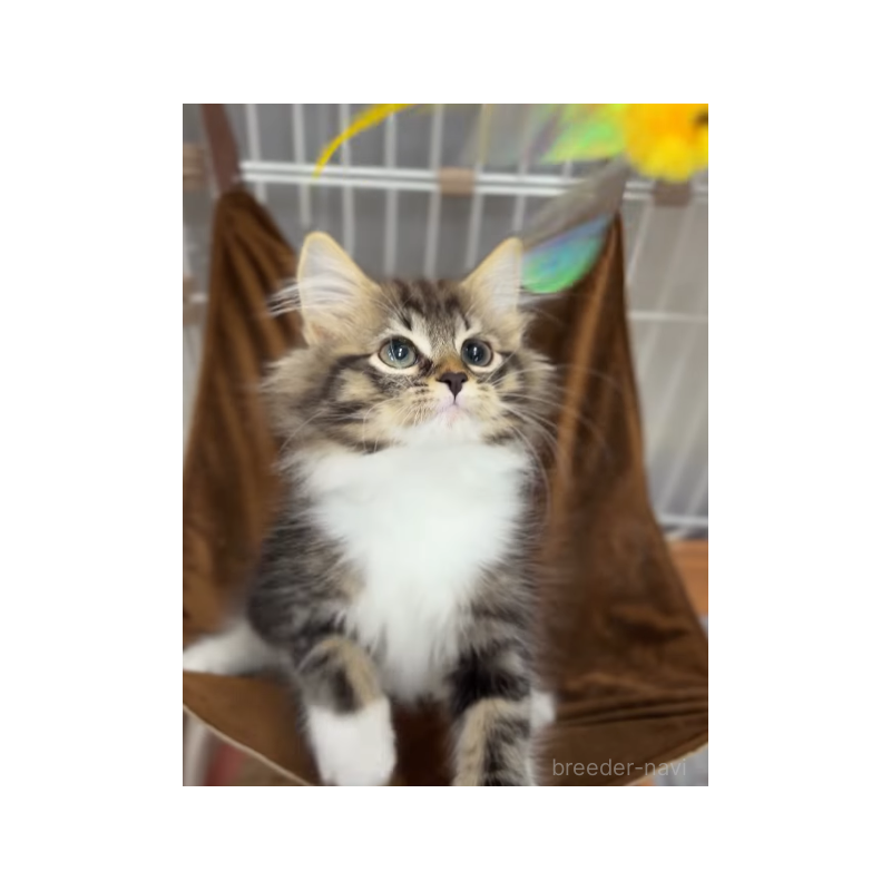 販売中の滋賀県のノルウェージャンフォレストキャット-136336の3枚目