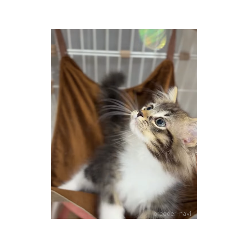 販売中の滋賀県のノルウェージャンフォレストキャット-136336の2枚目