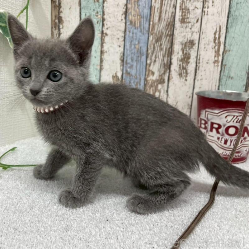 販売中の北海道のロシアンブルー-136337の6枚目