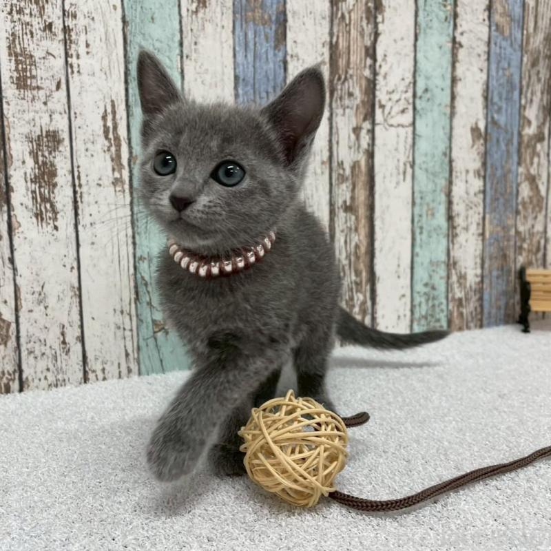 販売中の北海道のロシアンブルー-136337の5枚目