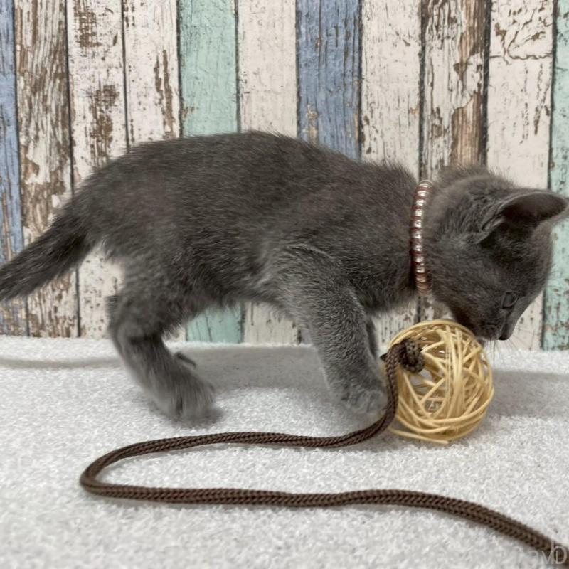 販売中の北海道のロシアンブルー-136337の4枚目