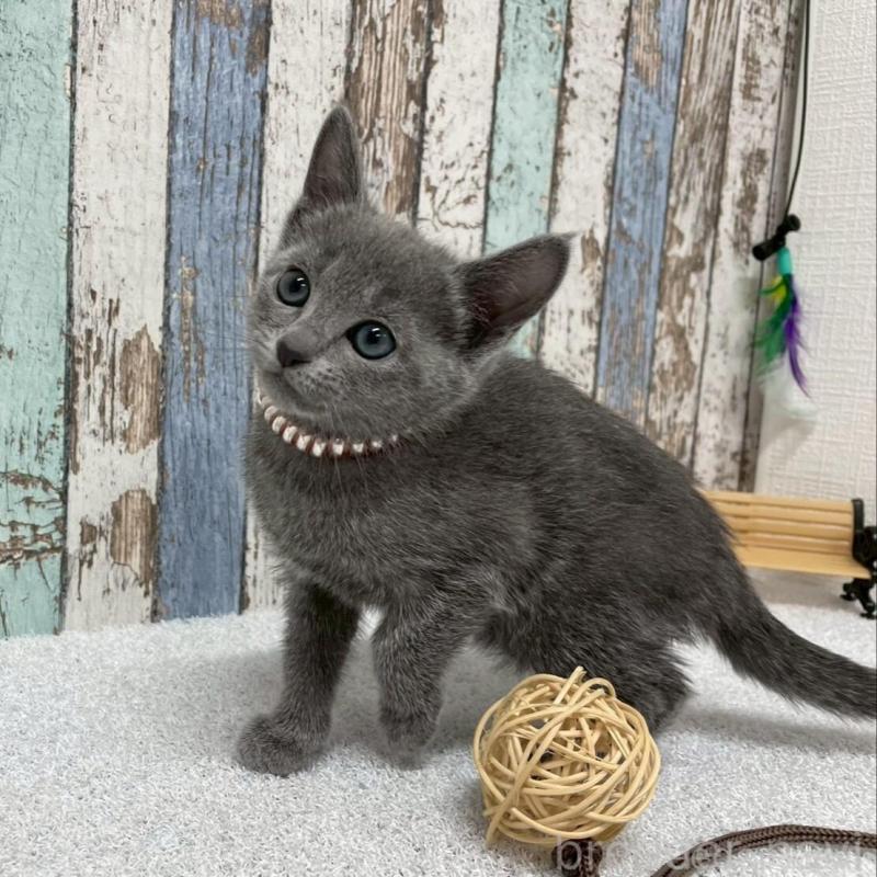 販売中の北海道のロシアンブルー-136337の3枚目