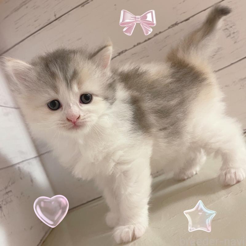 販売中の東京都のサイベリアン-136338