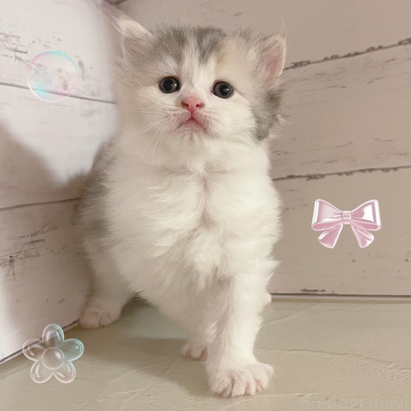 販売中の東京都のサイベリアン-136338の6枚目