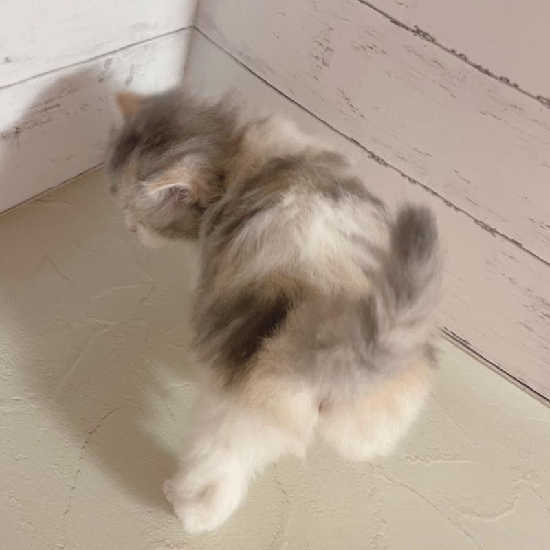 販売中の東京都のサイベリアン-136338の5枚目