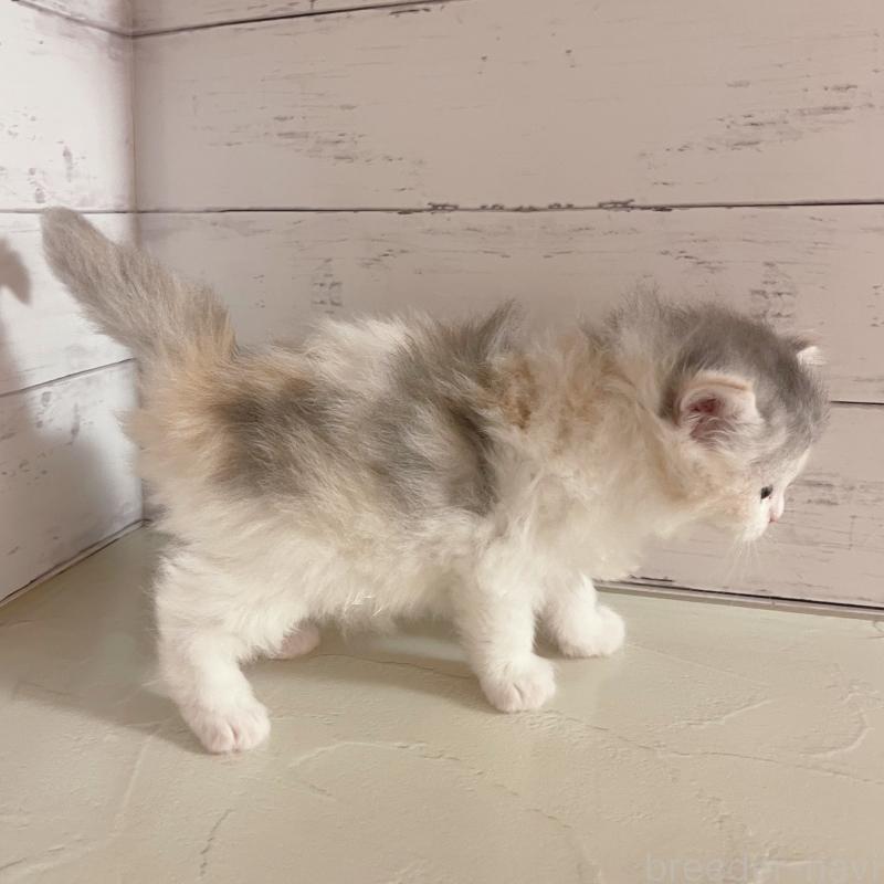 販売中の東京都のサイベリアン-136338の4枚目