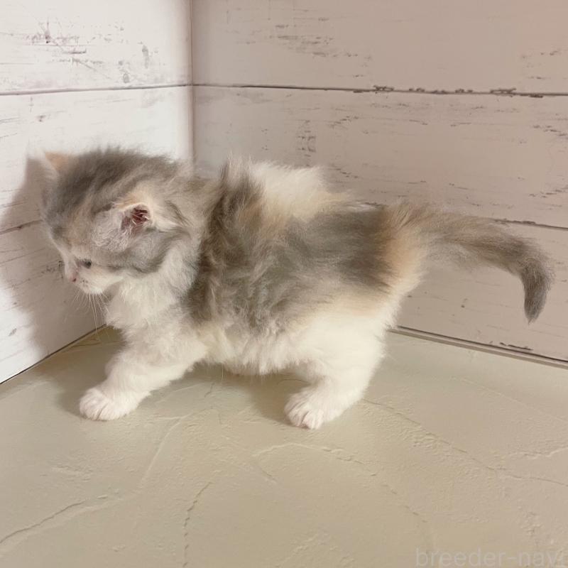 販売中の東京都のサイベリアン-136338の3枚目