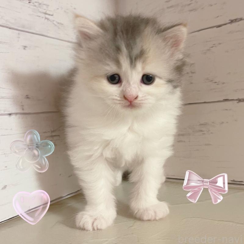 販売中の東京都のサイベリアン-136338の2枚目