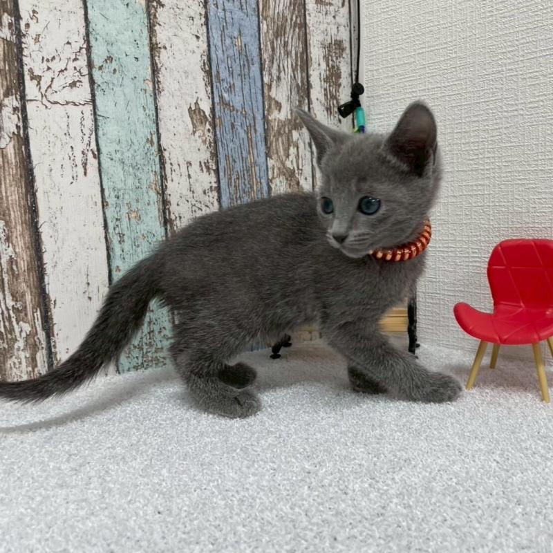 販売中の北海道のロシアンブルー-136339の7枚目