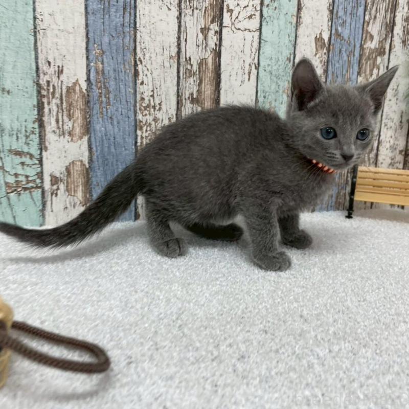 販売中の北海道のロシアンブルー-136339の5枚目