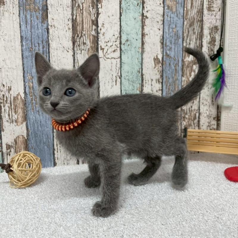 販売中の北海道のロシアンブルー-136339の3枚目