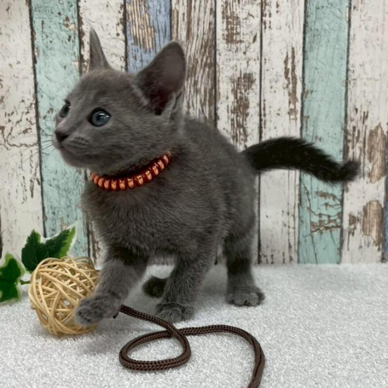 販売中の北海道のロシアンブルー-136339の2枚目