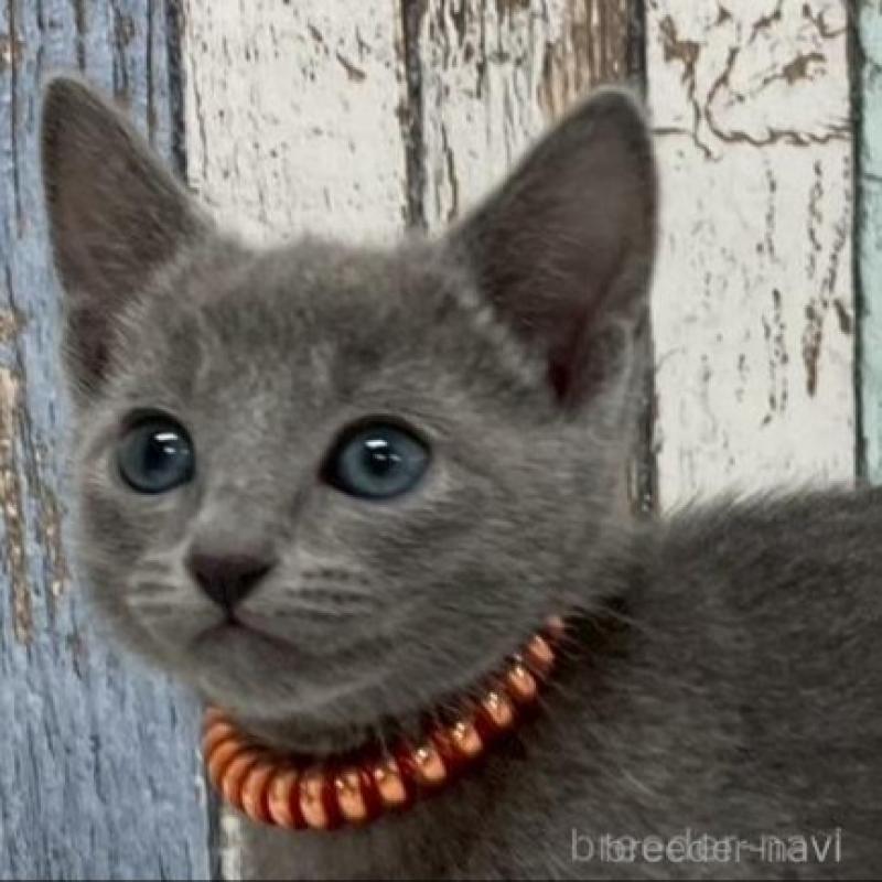 販売中の北海道のロシアンブルー-136339