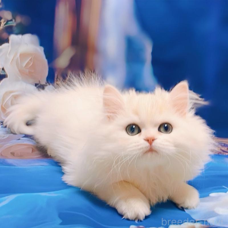 販売中の大阪府のブリティッシュロングヘア-134779の6枚目