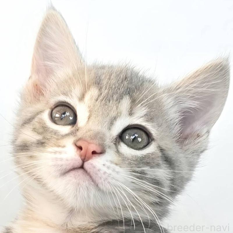 販売中の茨城県のジェネッタ-136340